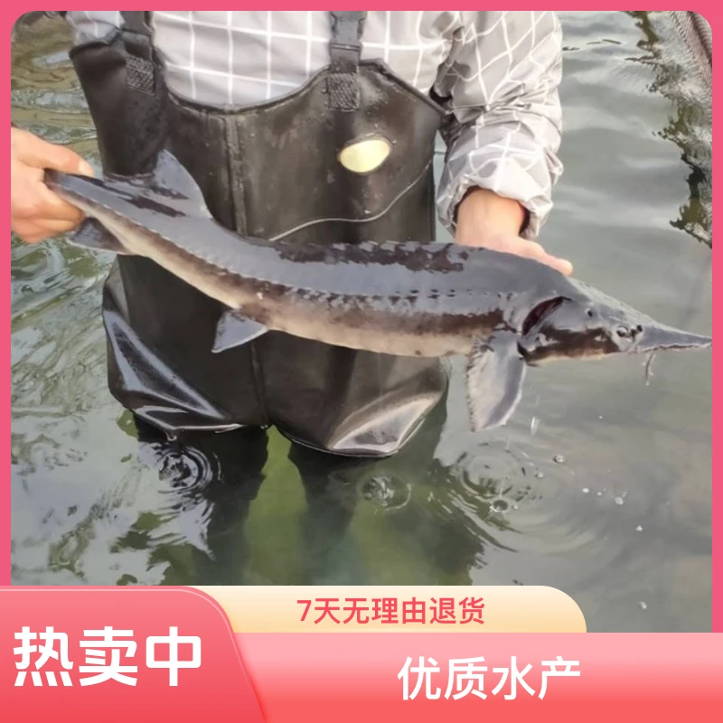 活体现捕现杀中华食用鲟龙鱼冷水鱼淡水鱼鲜活鱼可食用优质水产