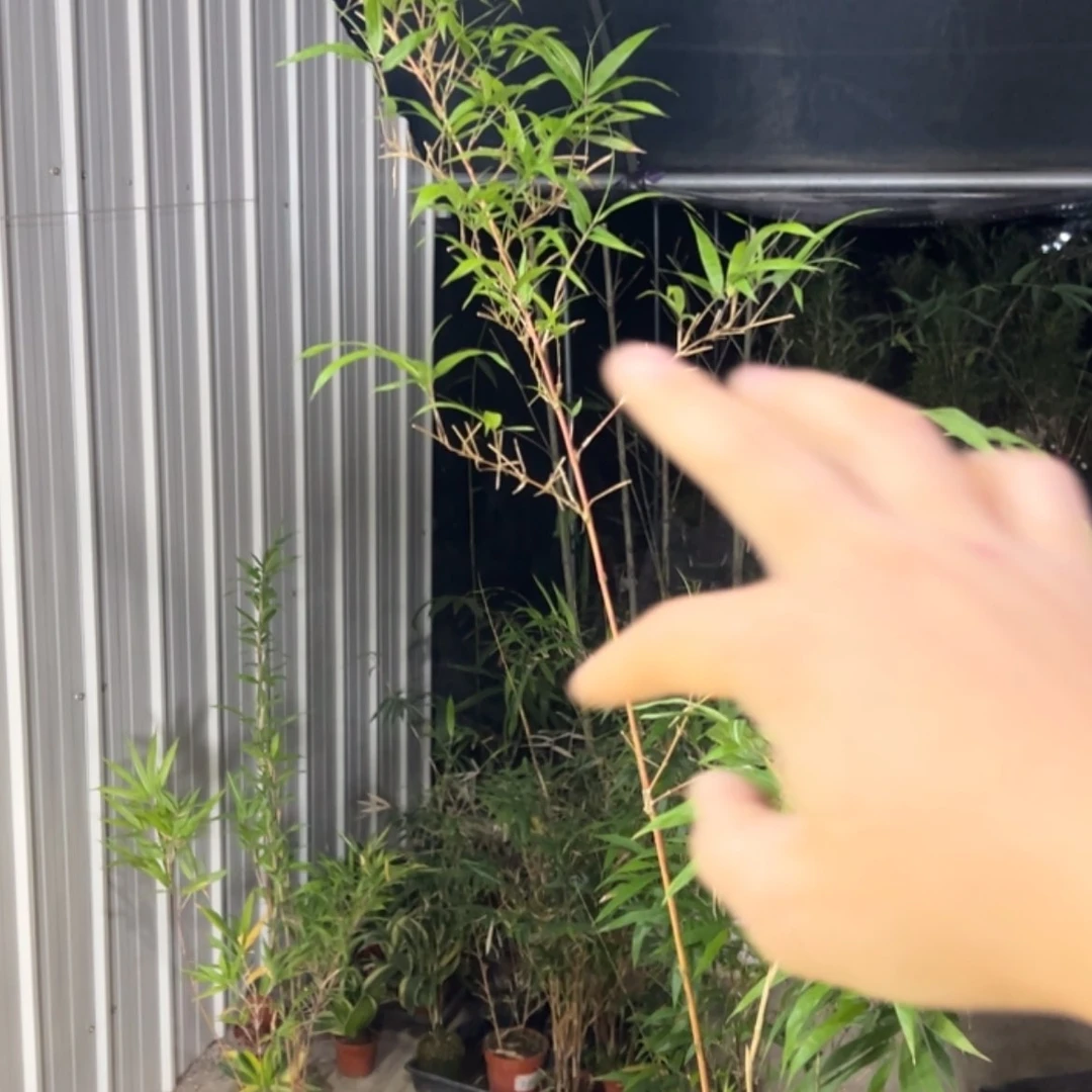 【闪购商品】随****）红寒