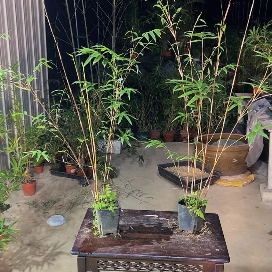 【闪购商品】秋**叶红观音2棵