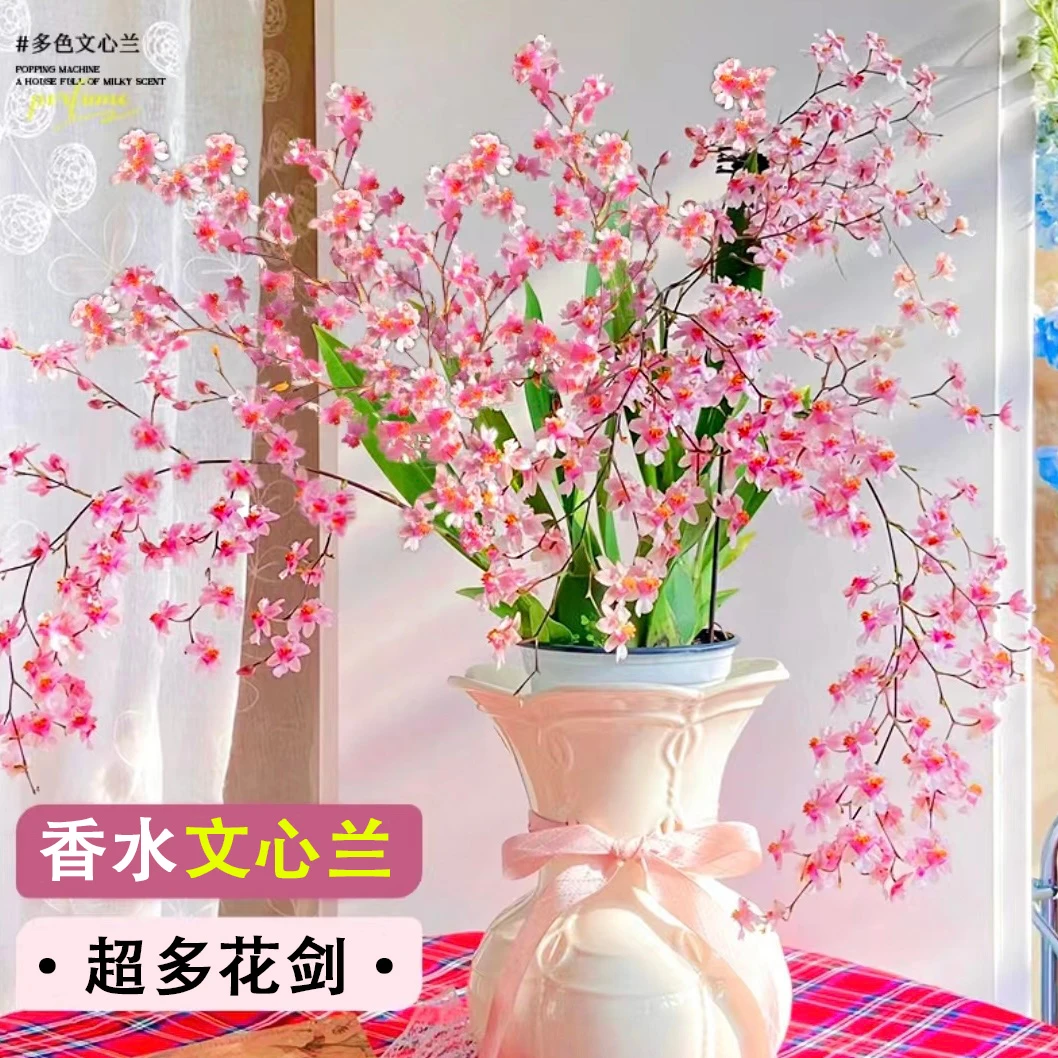 梦香兰文心兰浓香型室内客厅花卉绿植盆栽好养易活