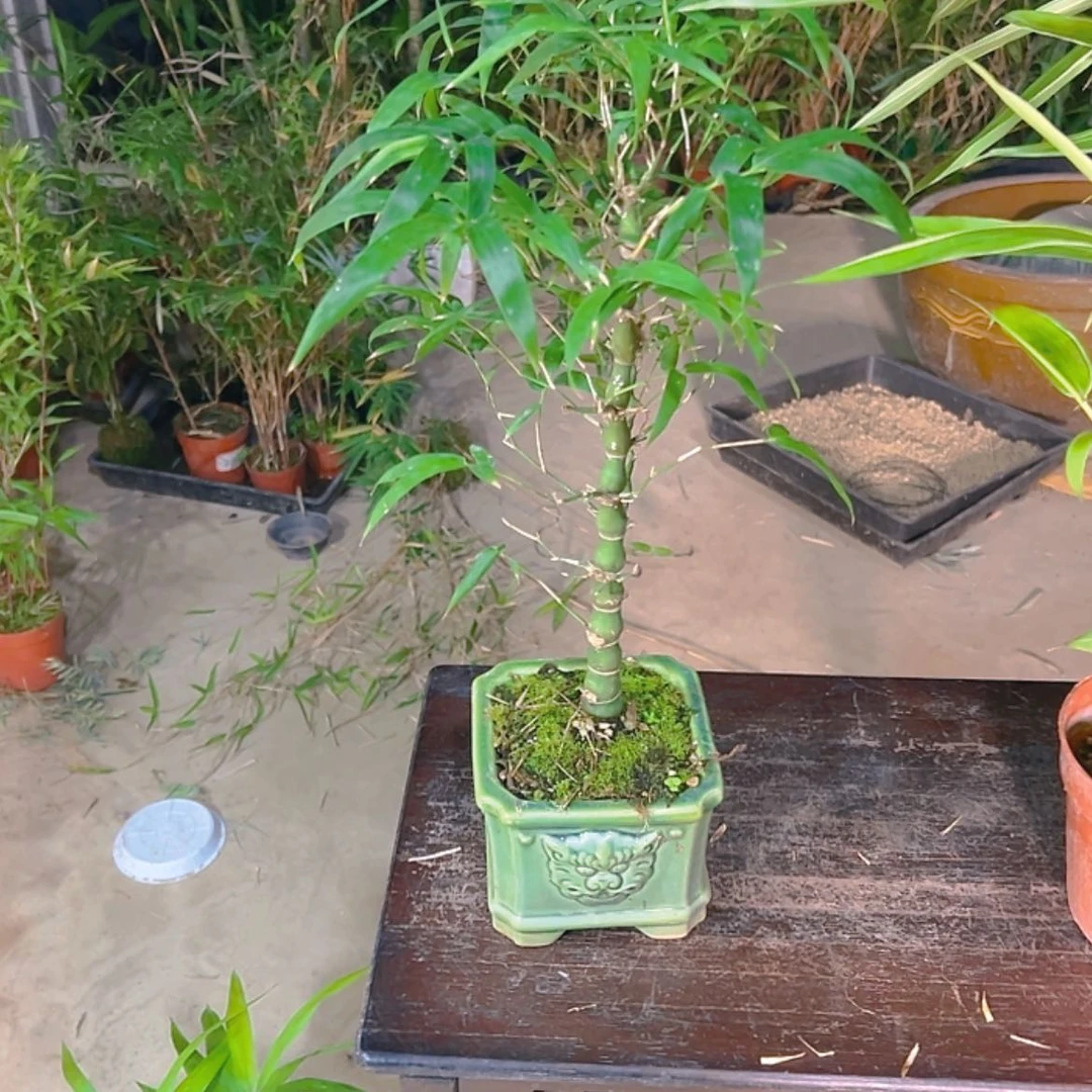 【闪购商品】小*伊佛肚竹