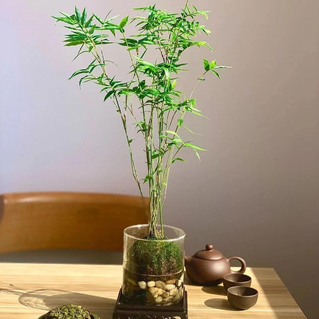 米竹水培土培盆景客厅室内桌面观赏竹子盆栽绿植植物苔藓球大气