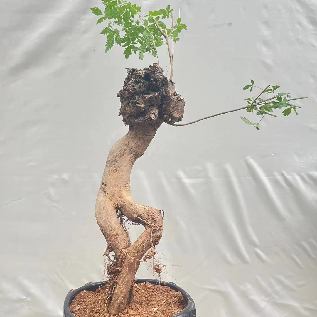 盆景 黄荆 黄栌 鬼见愁 雀梅 一物一拍