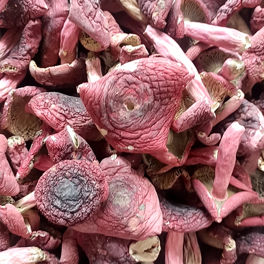 精选 广西浪水裂菇 250g