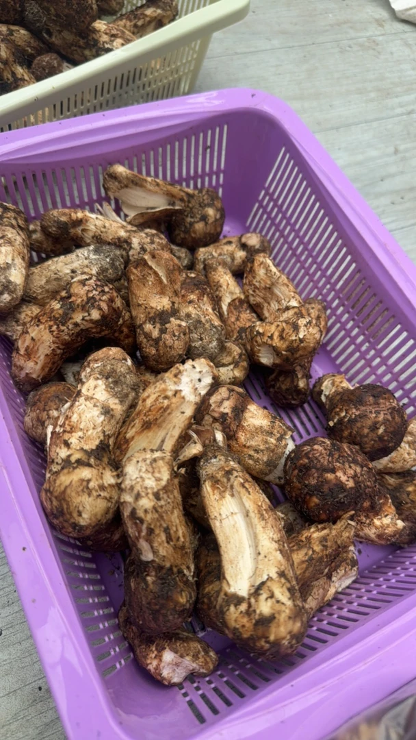 （顺丰包邮）云南香格里拉破皮虫眼不售后 500G