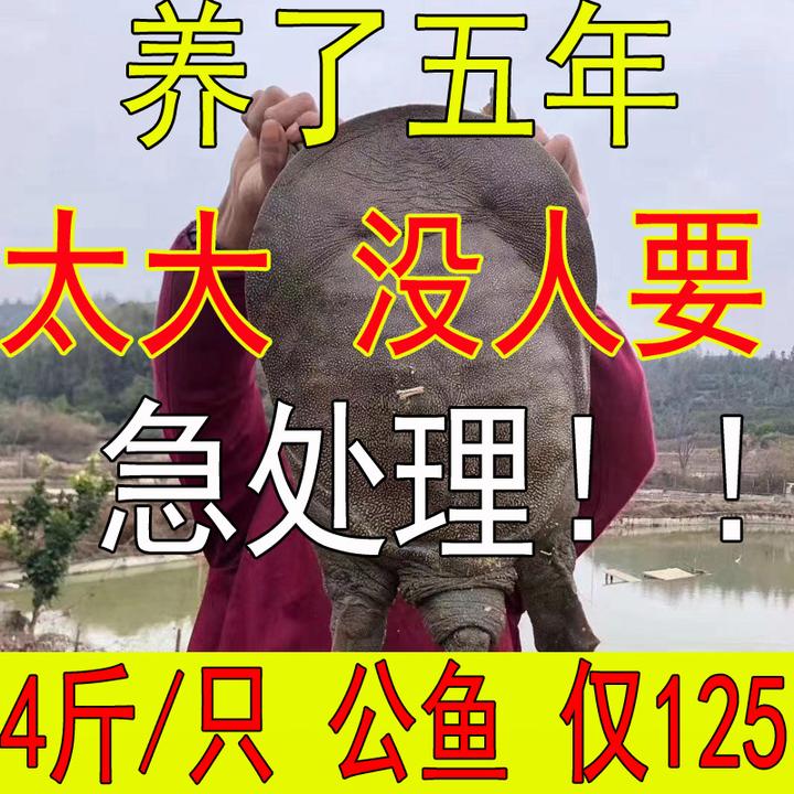 4斤1只 鲜活公甲鱼鲜活  优质老鳖野外生长放养【收到死了包赔】