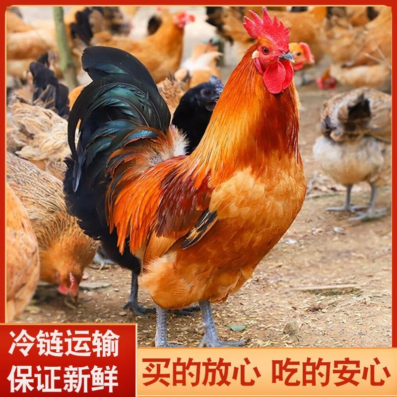 【黑脚大公鸡买一送一】两只共5.7-6斤 正宗农家散养土公鸡现宰现杀
