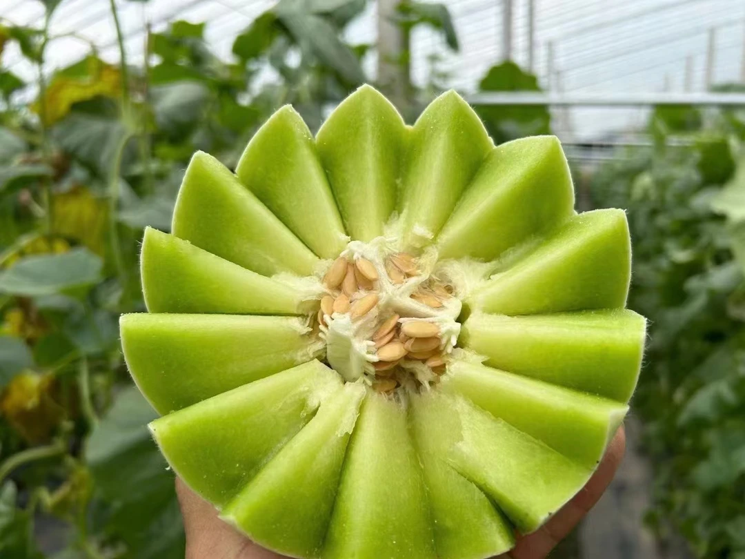 山东头茬新鲜现摘现发玉菇甜瓜软糯香甜嫩滑多汁孕妇应季高端香瓜