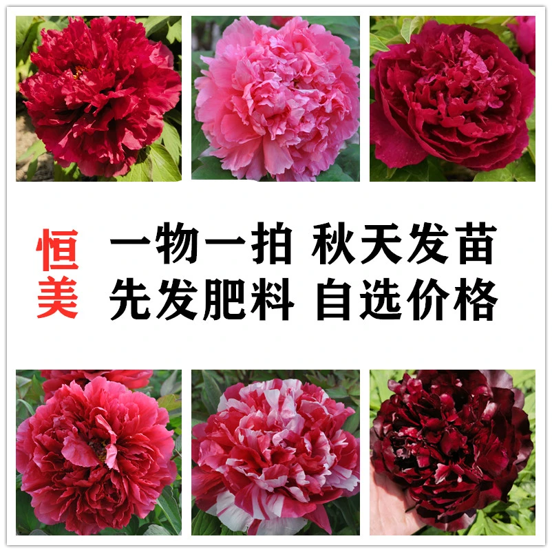 【一物一拍】l先发肥料秋天发苗观赏牡丹