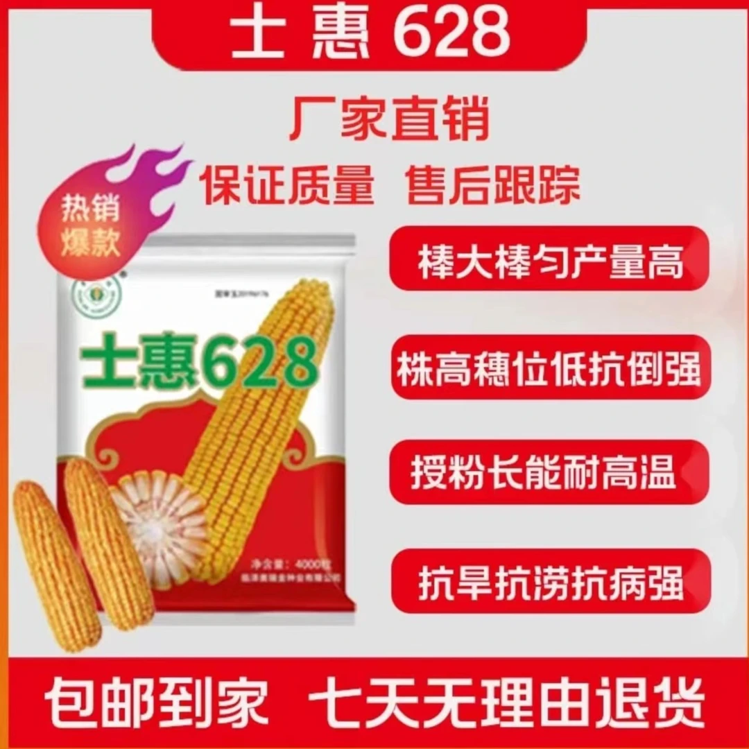 士惠628国审高产量大棒玉米种高抗青枯锈病耐旱耐高温抗倒棒大