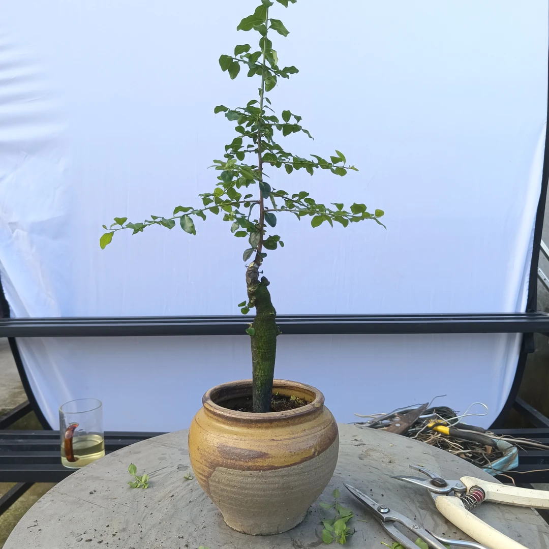 金弹子鲜花花卉绿植园艺一物一拍私拍不发货