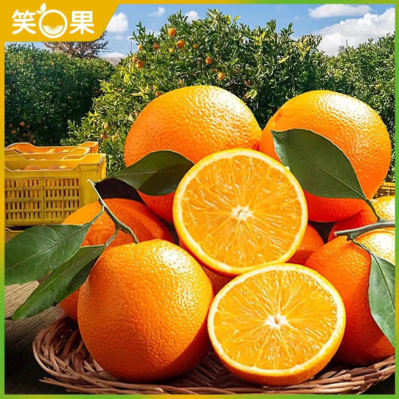 【新人福利】精品大果净重9.2斤装脐橙果园直发新鲜美味水果现摘现