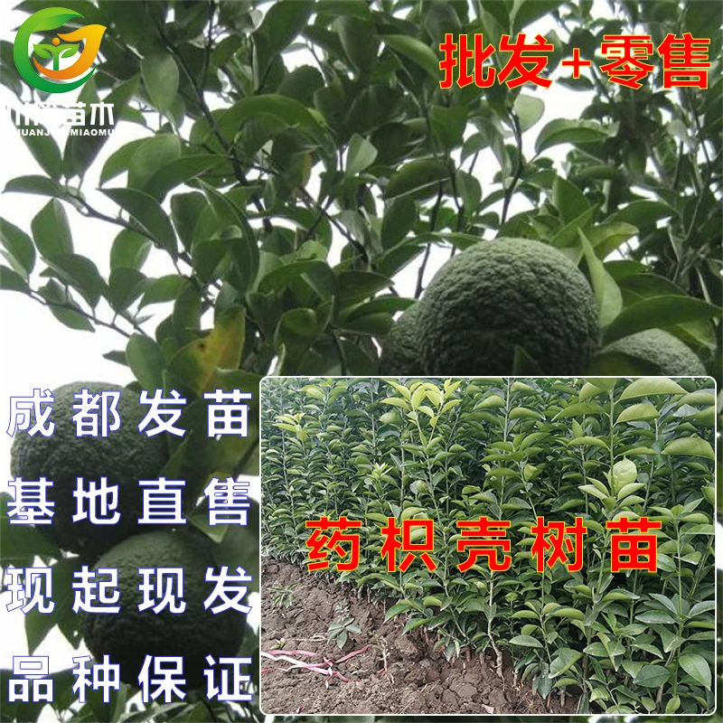 热销四川嫁接香园药枳壳苗枳实臭桔柑橘子壳水果树苗种植基地出售