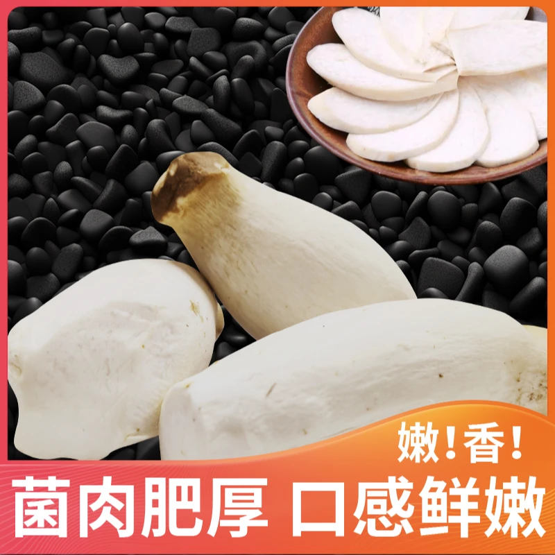 新鲜杏鲍菇  食用菌菇  火锅烧烤麻辣烫食材