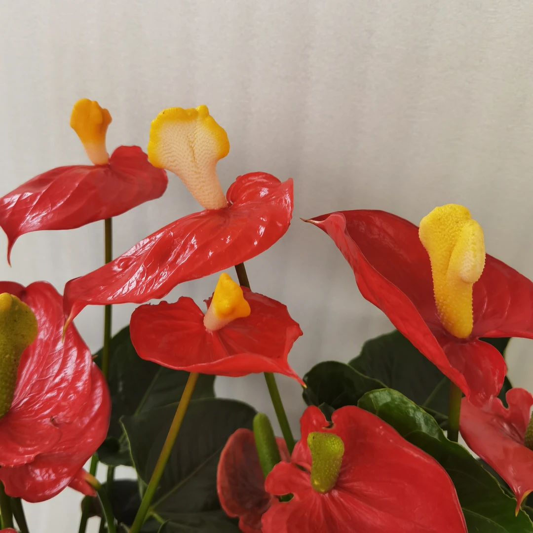 【红掌-麒麟-稀有缀化变异】四季开花客厅办公室前台红掌基地容易