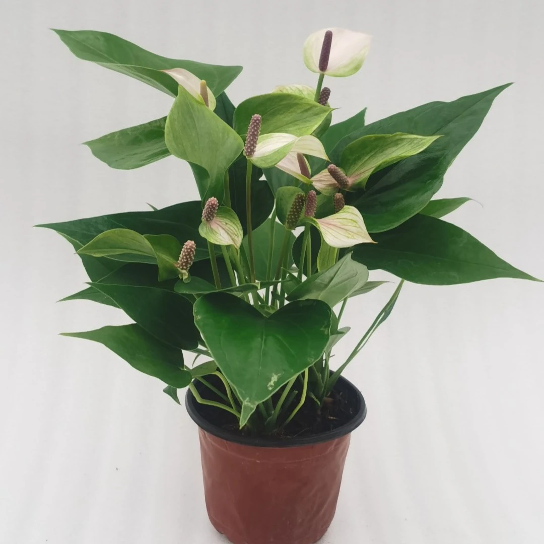 【红掌-罗兰公主120杯】四季开花火鹤花烛室内懒人花卉办公室前台