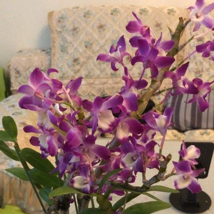 【春石斛3051-带花发货】红色浓香爆花爆盆小花花期超长