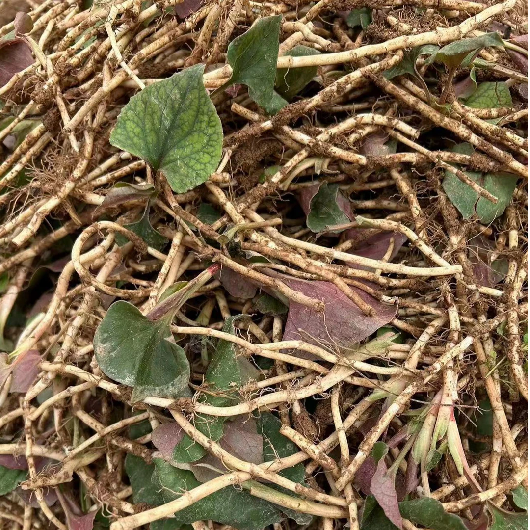 现挖现发新鲜贵州折耳根鱼腥草节节根凉拌炒菜无叶