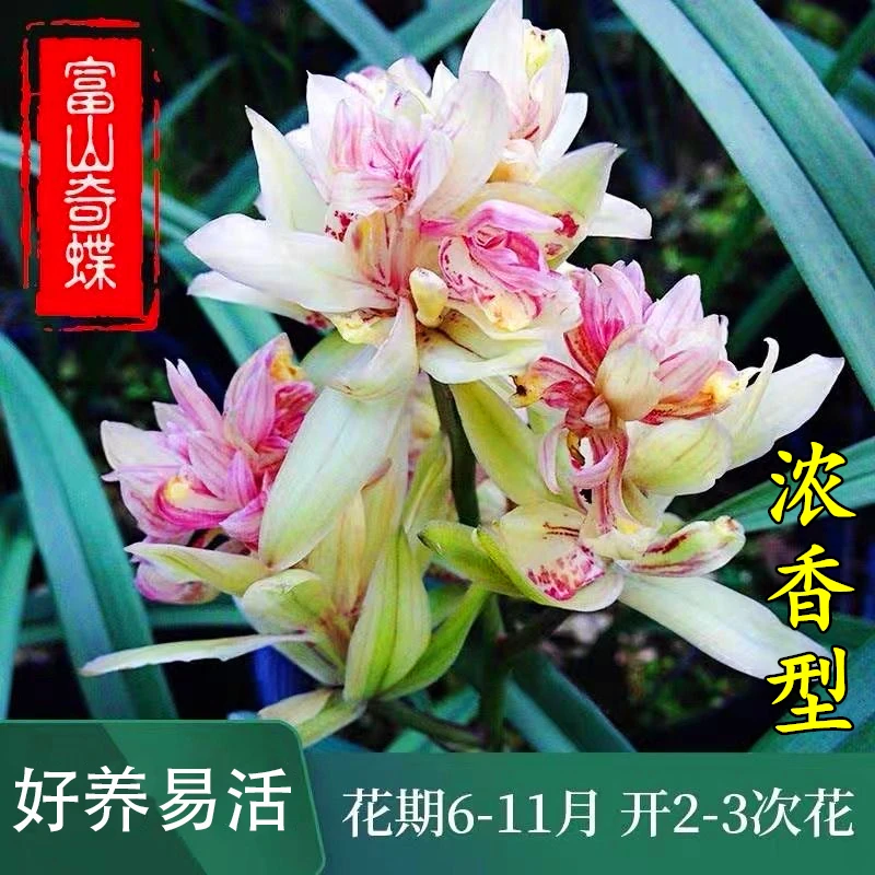 富山奇蝶兰花苗建兰奇花盆栽四季名贵浓香型室内花卉好养