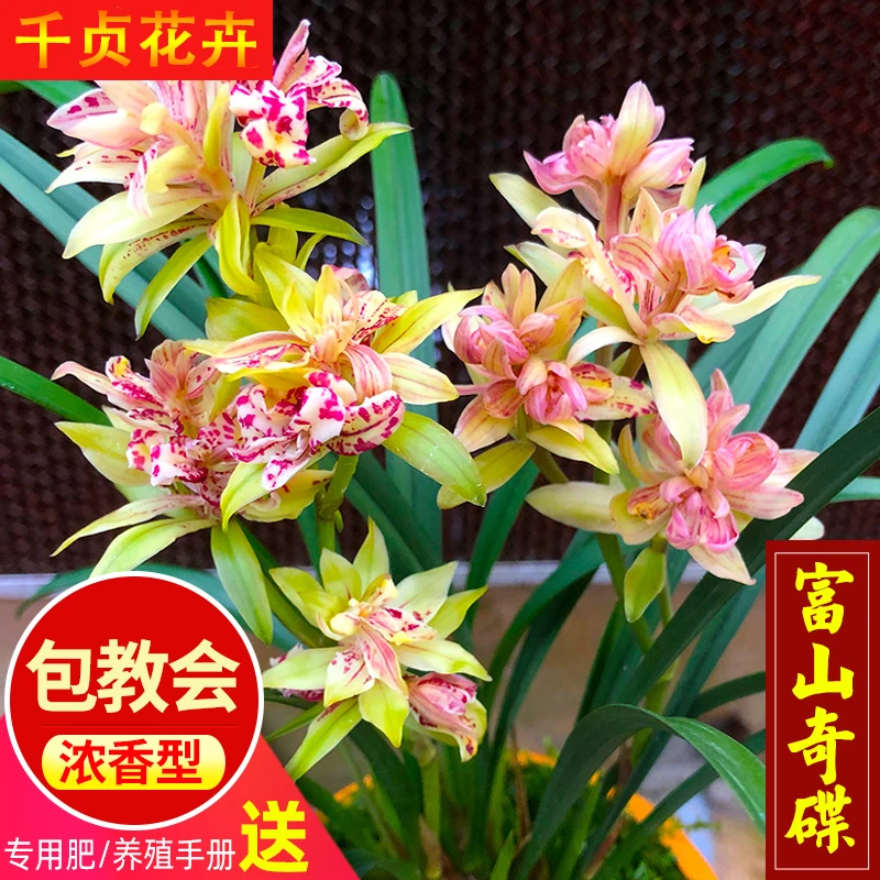 【带花苞】兰花苗浓香【富山奇蝶】客厅阳台盆栽室内四季建兰花卉兰草