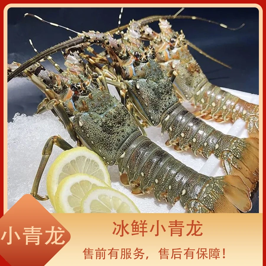 泰国小青龙   江浙沪皖压冰发货【保鲜不保活】其余省份液氮锁鲜