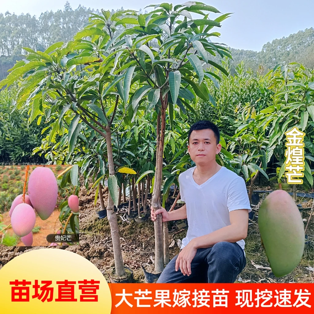 芒果嫁接树苗金煌芒桂七芒红贵妃四季芒果南北方地栽盆栽庭院种植