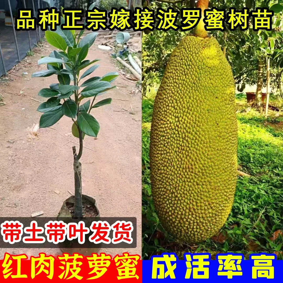 正宗菠萝蜜树苗嫁接泰国红肉干苞海南四季菠萝木树苗盆栽带土带叶