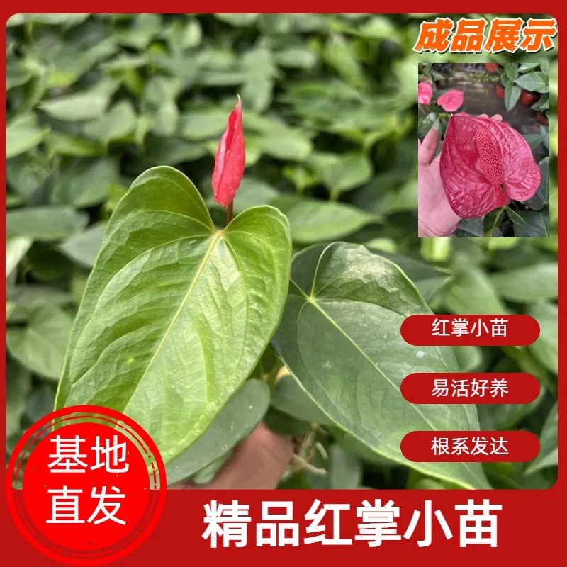 【红掌小苗】基地进口红掌苗易养室内前台书台水培土培四季开花盆栽