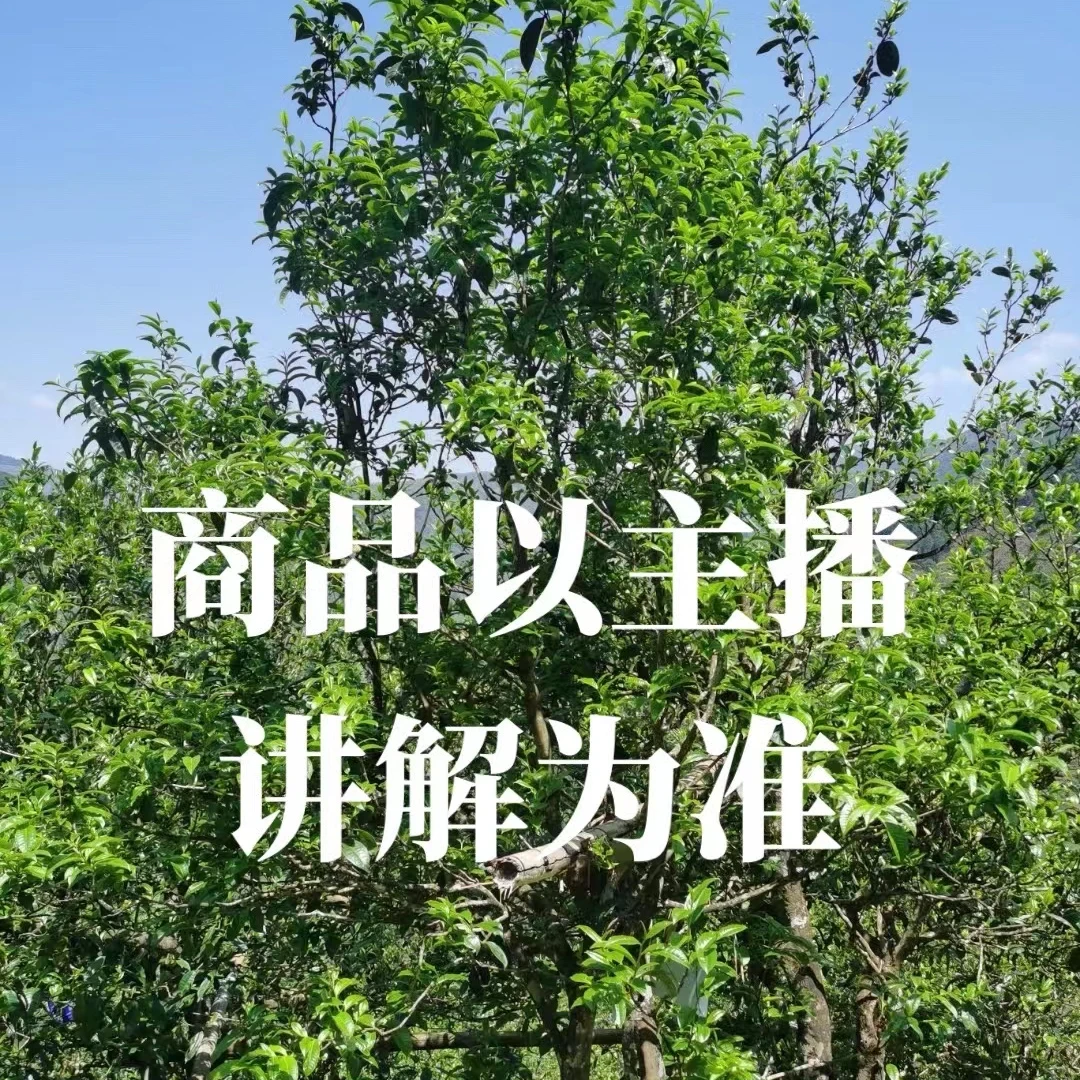 【云山游茶叶】猫耳朵开播福利大礼包