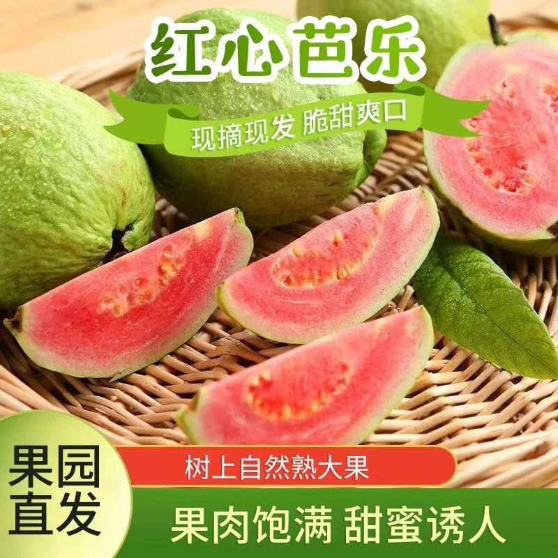 红心芭乐现摘嘎嘣脆甜青吃 新鲜软糯香甜番石榴水果 健康轻食大果