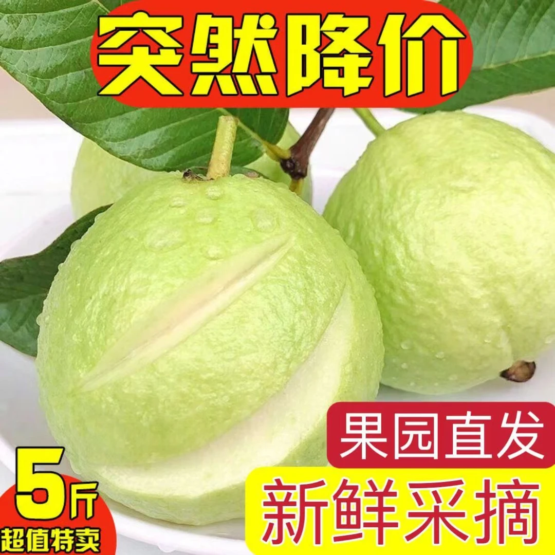 5斤装芭乐软糯脆甜白心番石榴奶油珍珠 现摘现发新鲜水果维C多多