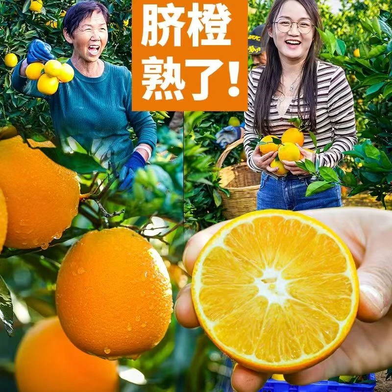 买5斤送5斤带箱10斤高山纽荷尔脐橙产地直发整箱包邮JJ