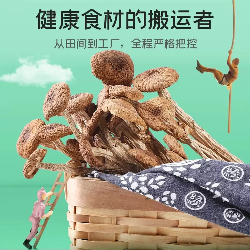 江西茶树菇江西茶树菇茶树菇新鲜优质方便食用添加挑选种植采摘