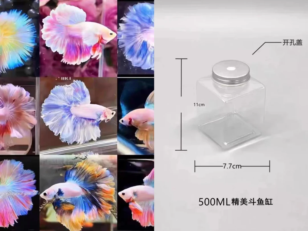 泰国斗鱼或者斗鱼罐随机送一