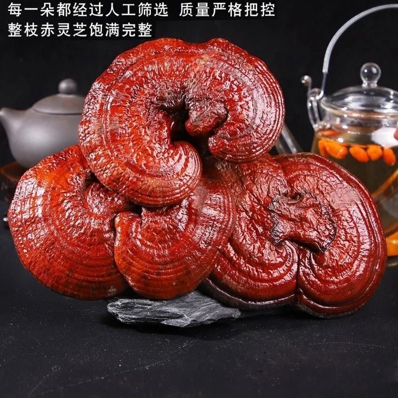 长白山赤灵芝整枝干货野外灵芝东北特产煮水煲汤炖鸡泡酒专用药材
