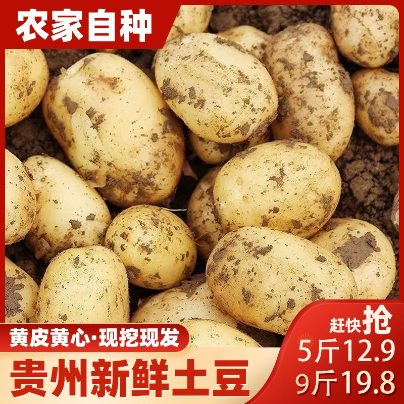 贵州新鲜土豆正宗黄皮黄心小洋芋马铃薯农家味道粉糯清香时令蔬菜