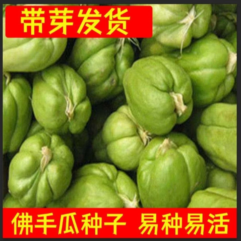 8个装发芽洋瓜佛手瓜种子蔬菜魔芋肉沫豆腐瓜红烧茄子，