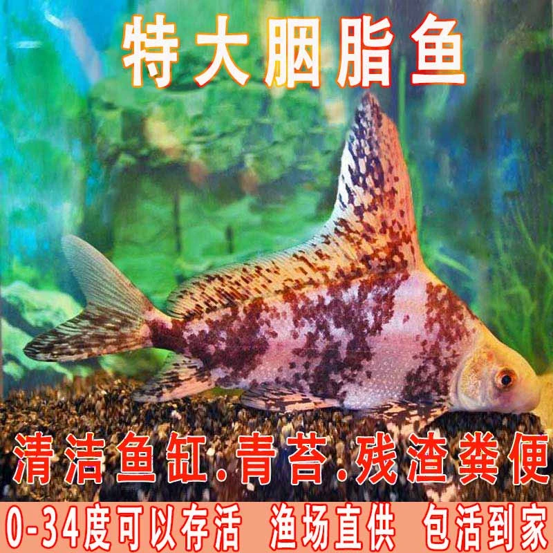 胭脂鱼一帆风顺鱼淡水广温性鱼清道夫活体鱼缸鱼塘好养耐活工具鱼