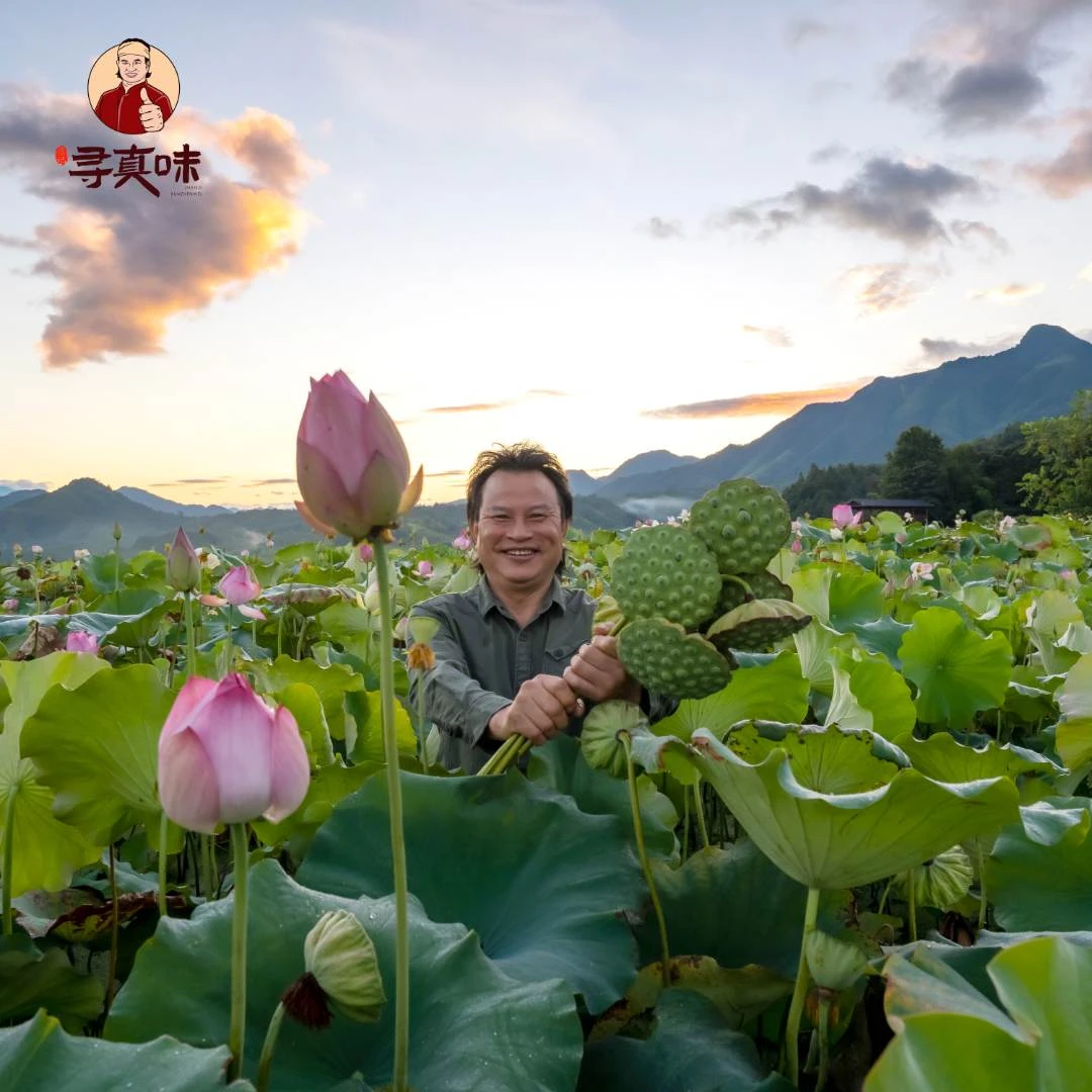 美叔臻选建宁白莲