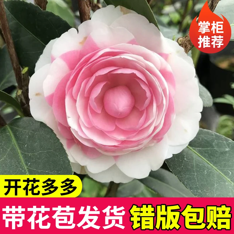 【美玥】茶花盆栽带花苞室内好养浓香花植物茶花树耐寒四季开花