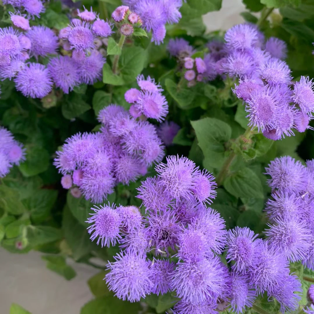 藿香蓟花苗庭院植物阳台花卉多年生耐热四季开花盆栽花苗72穴盘苗