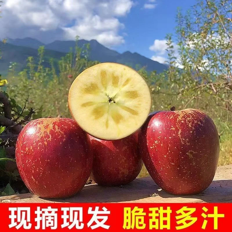 正宗云南昭通丑苹果 高原冰糖心苹果产地直发脆甜爆汁新鲜水果