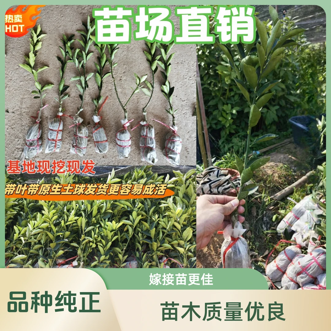 山乡人正品脆蜜金桔苗广西金桔树苗脆蜜金柑新大甜果三代新款耐寒
