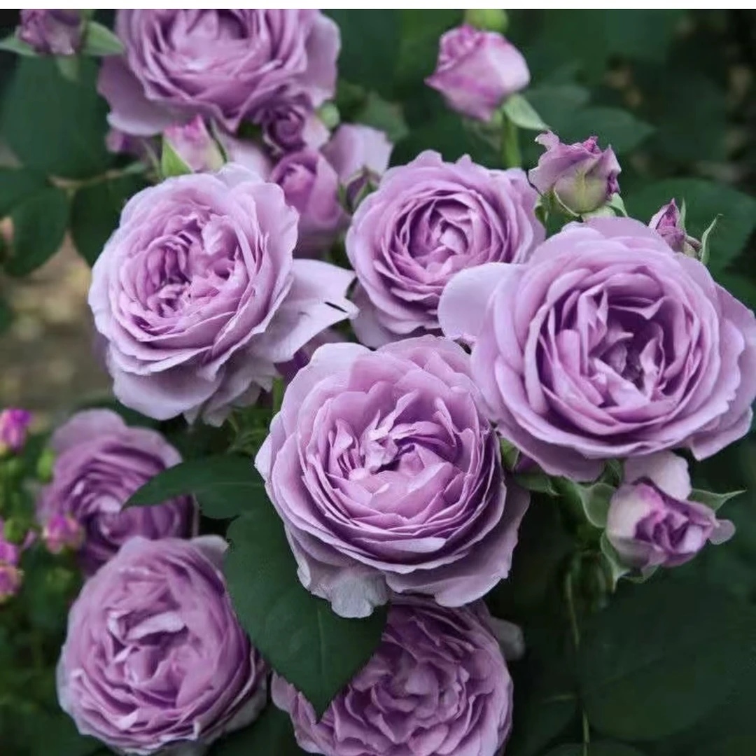 【蓝色风暴】1加仑盆多棵扦插月季花花卉绿植盆栽花卉直播四季开放