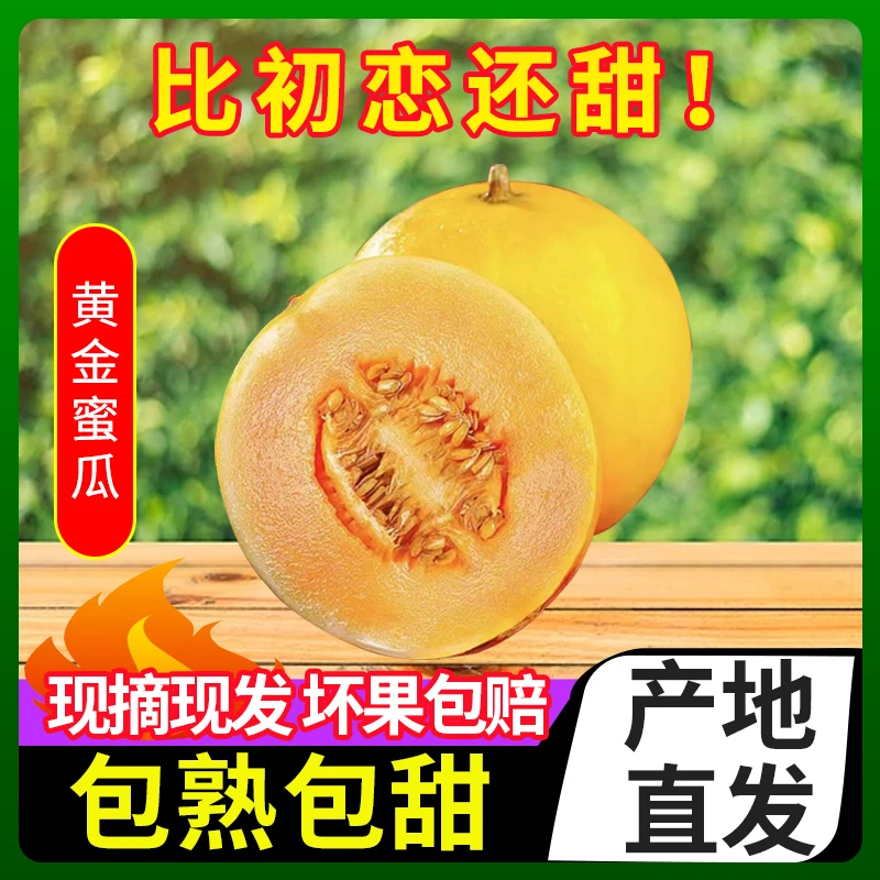 【产地直发】正宗民勤头茬沙漠蜜瓜甜瓜哈密瓜新鲜水果当季整箱