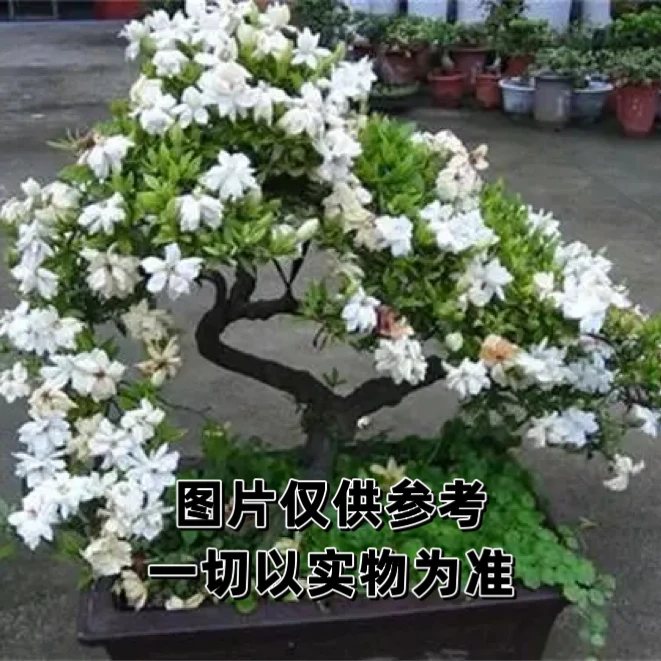 海岛栀子花 石枫 春花 精品生桩