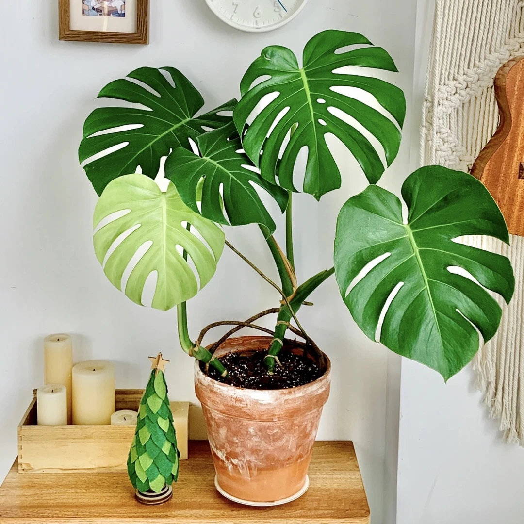 龟背竹观叶植物室内客厅办公室大盆栽绿植盆景净化空气吸甲醛老桩