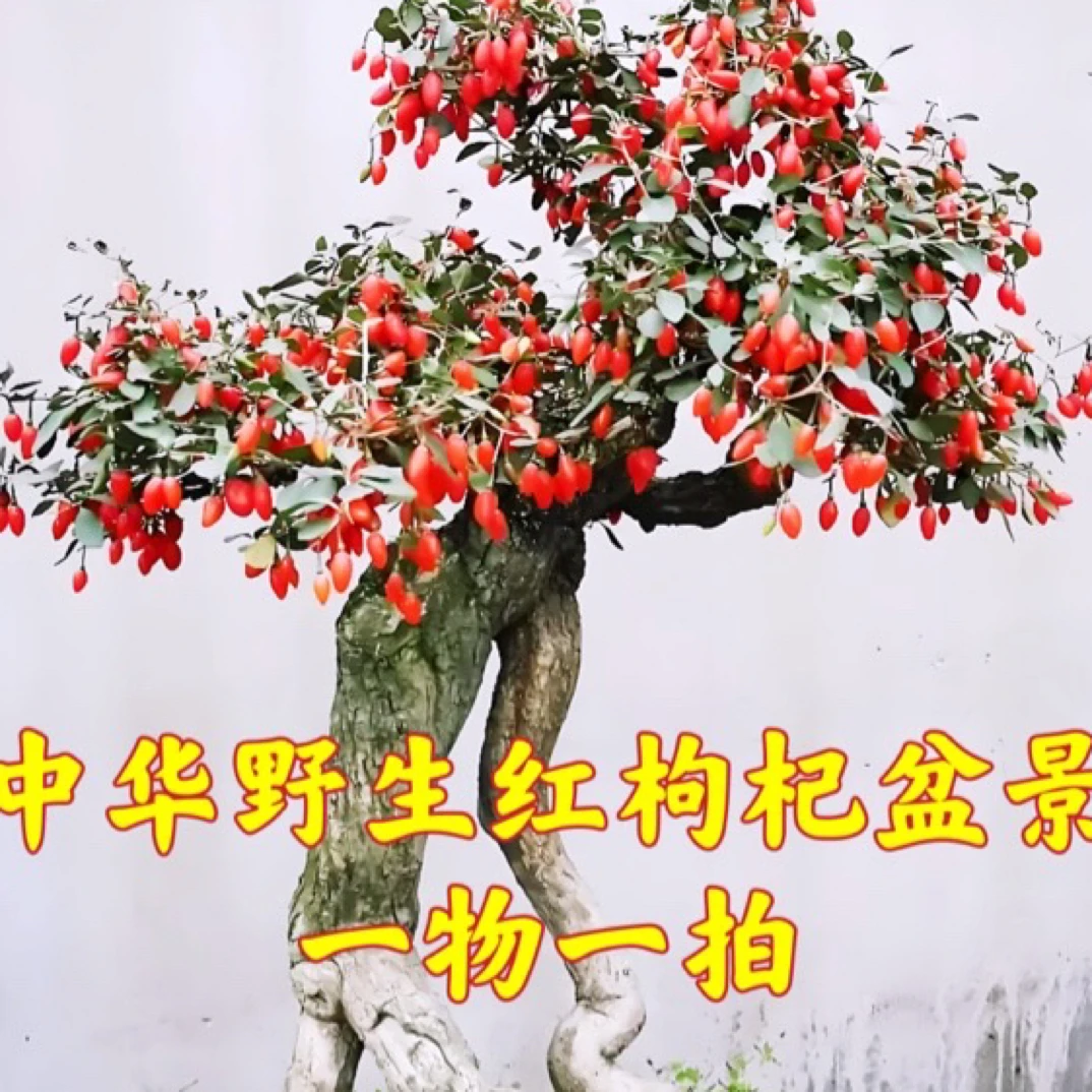 一物一拍中华野生红枸杞盆景造型桩黄枸杞紫枸杞宁夏红枸杞老桩