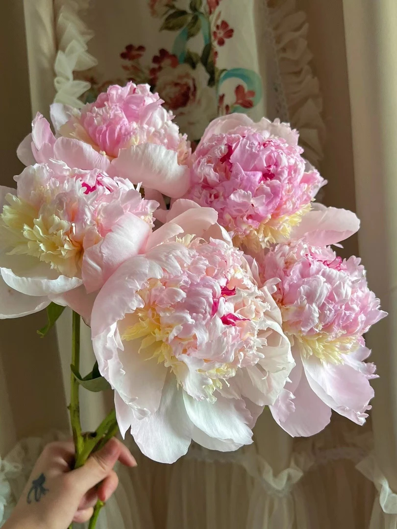 天使脸颊重瓣芍药    洛阳基地自发