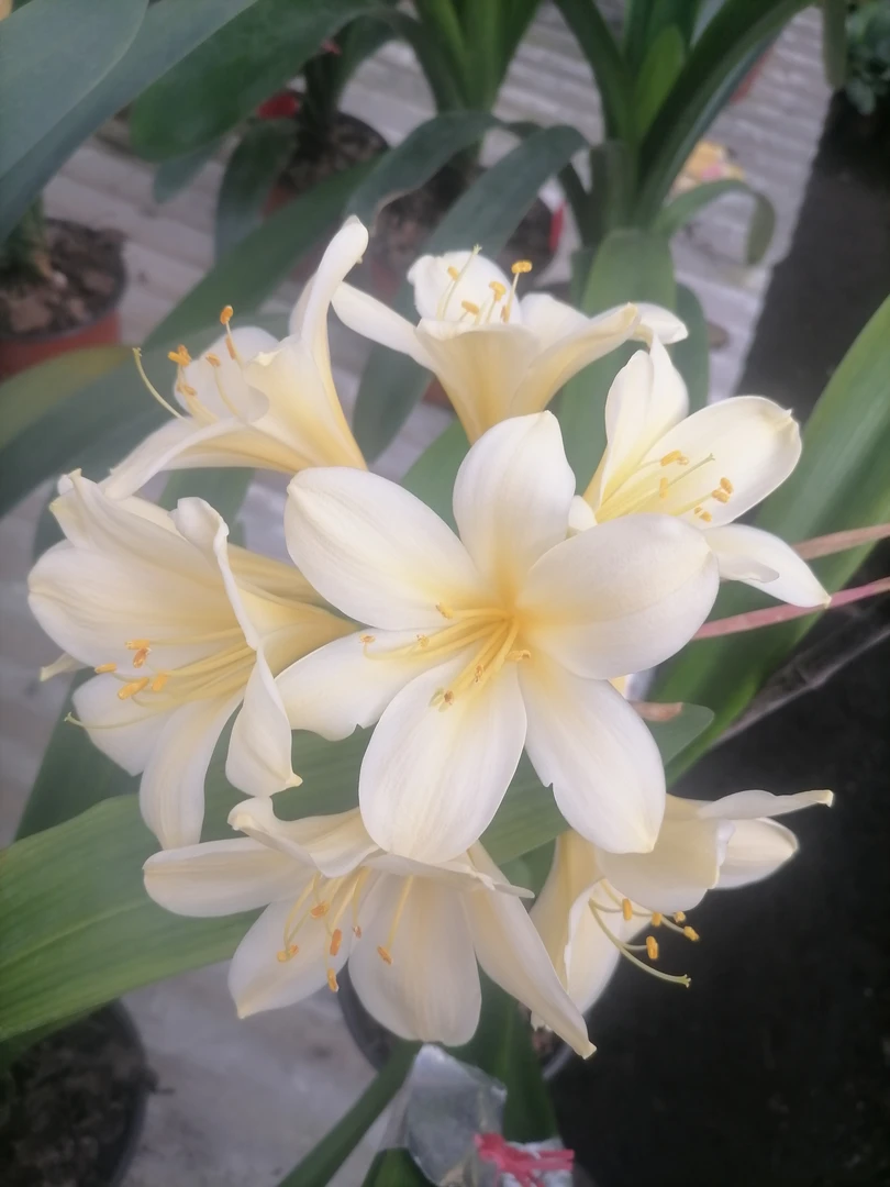 原生细叶黄花3—4叶苗一棵，北美原生兰纯种原生